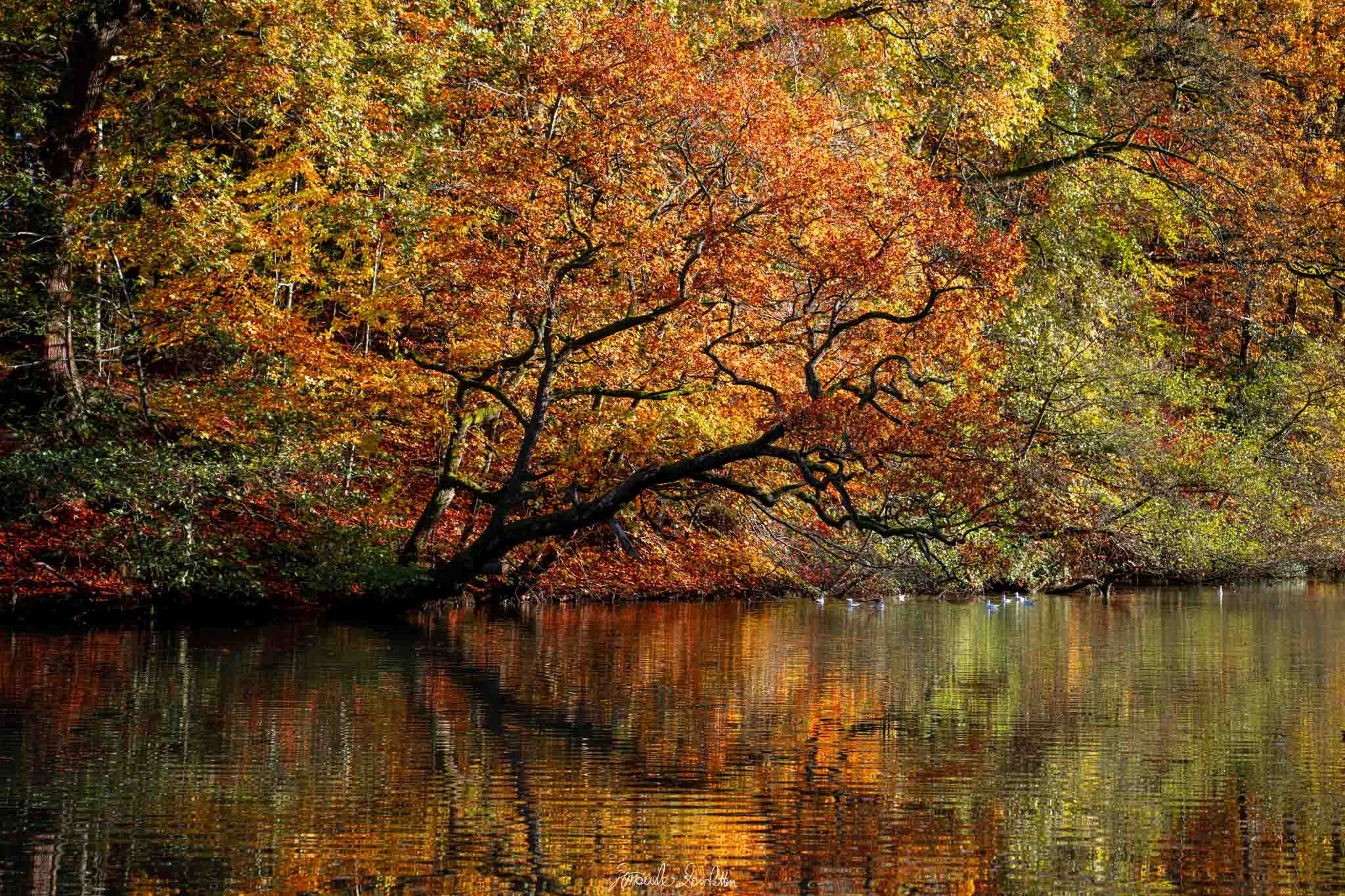 Golden and orange foliage on a spreading tree reflected in water